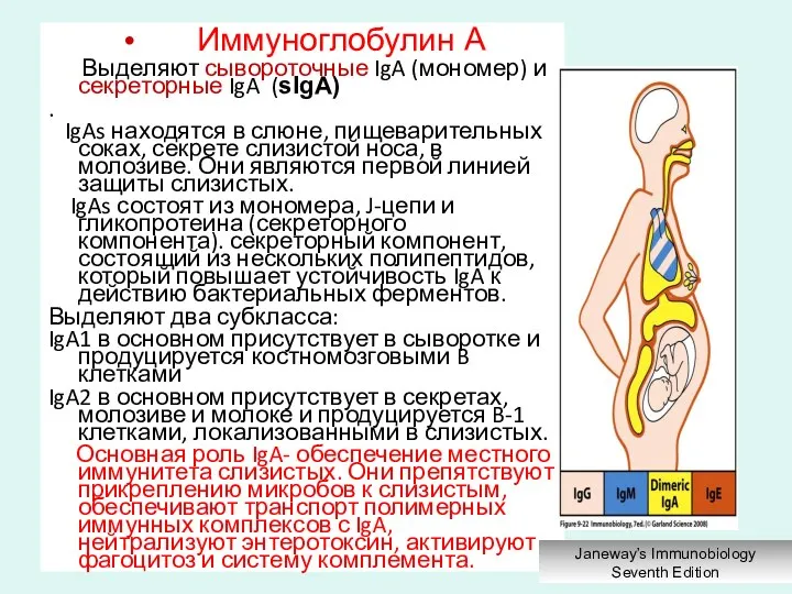 Иммуноглобулин A Выделяют сывороточные IgA (мономер) и секреторные IgA (sIgA) .