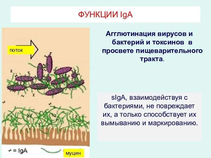 Агглютинация вирусов и бактерий и токсинов в просвете пищеварительного тракта. ФУНКЦИИ