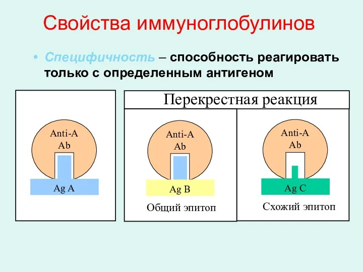 Свойства иммуноглобулинов Специфичность – способность реагировать только с определенным антигеном