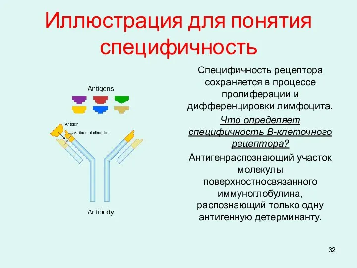 Иллюстрация для понятия специфичность Специфичность рецептора сохраняется в процессе пролиферации и