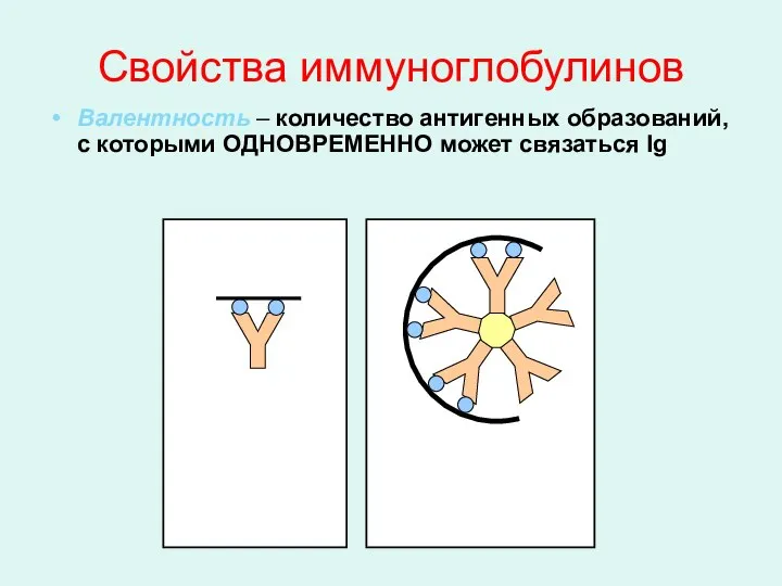 Свойства иммуноглобулинов Валентность – количество антигенных образований, с которыми ОДНОВРЕМЕННО может связаться Ig