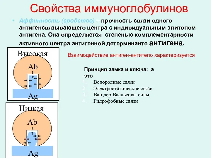 Свойства иммуноглобулинов Аффинность (сродство) – прочность связи одного антигенсвязывающего центра с