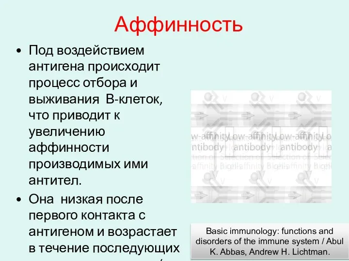 Аффинность Под воздействием антигена происходит процесс отбора и выживания В-клеток, что