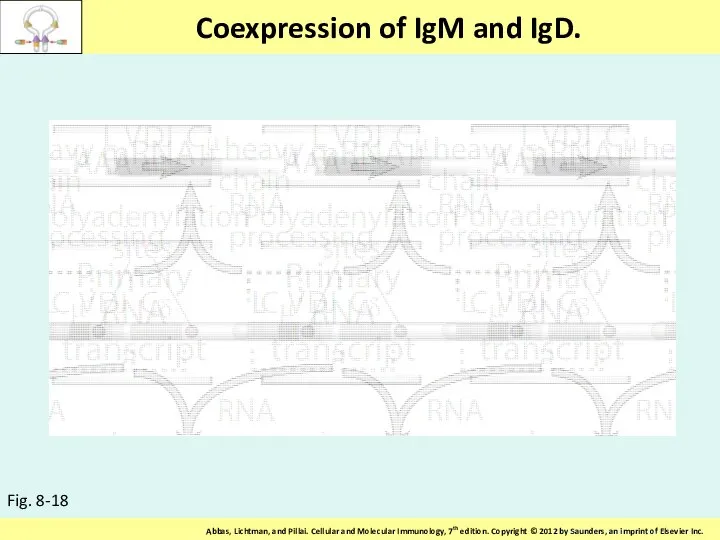 Coexpression of IgM and IgD. Fig. 8-18