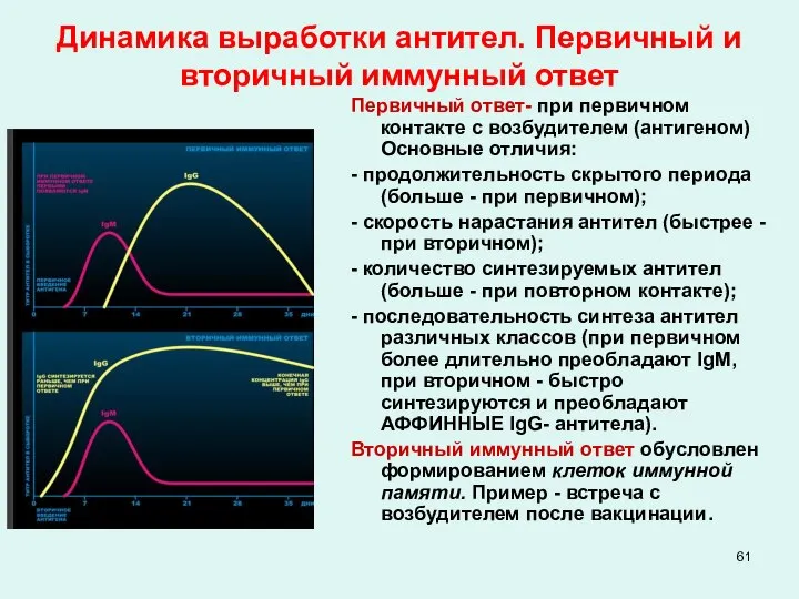 Динамика выработки антител. Первичный и вторичный иммунный ответ Первичный ответ- при