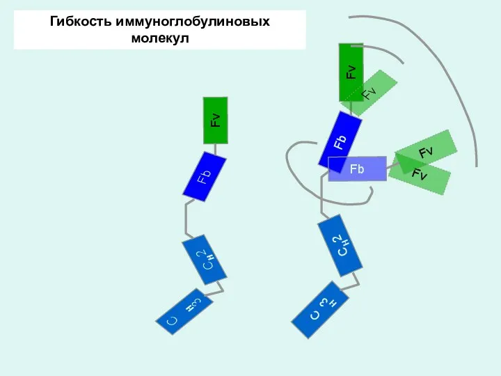 Fv Гибкость иммуноглобулиновых молекул