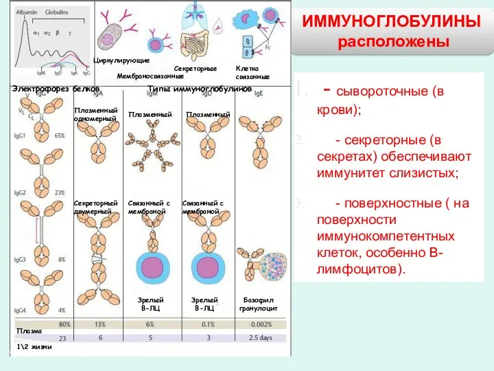 ИММУНОГЛОБУЛИНЫ расположены Электрофорез белков Типы иммуноглобулинов Циркулирующие Мембраносвязанные Секреторные Клетка связанные