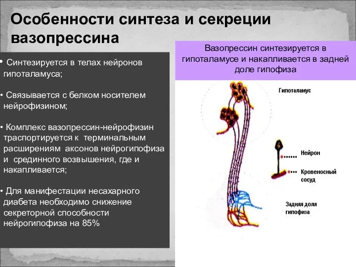 Вазопрессин синтезируется в гипоталамусе и накапливается в задней доле гипофиза Особенности