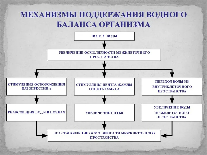 МЕХАНИЗМЫ ПОДДЕРЖАНИЯ ВОДНОГО БАЛАНСА ОРГАНИЗМА