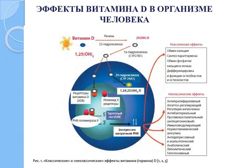 ЭФФЕКТЫ ВИТАМИНА D В ОРГАНИЗМЕ ЧЕЛОВЕКА