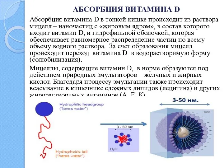 АБСОРБЦИЯ ВИТАМИНА D Абсорбция витамина D в тонкой кишке происходит из