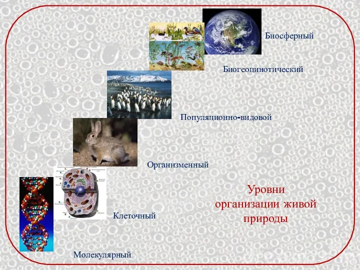 Уровни организации живой природы Молекулярный Клеточный Организменный Популяционно-видовой Биогеоцинотический Биосферный