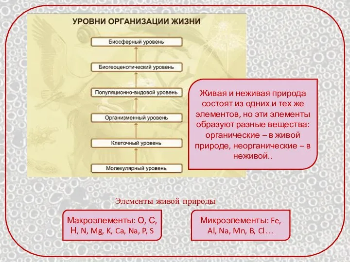 Живая и неживая природа состоят из одних и тех же элементов,