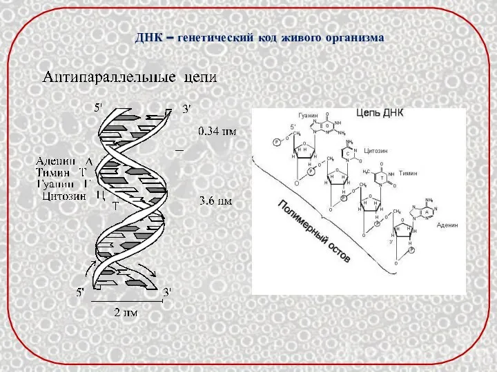 ДНК – генетический код живого организма