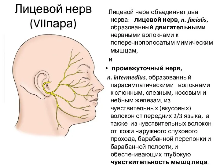 Лицевой нерв (VIIпара) Лицевой нерв объединяет два нерва: лицевой нерв, n.