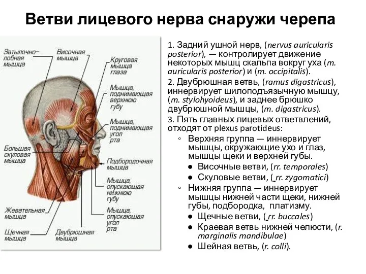 Ветви лицевого нерва снаружи черепа 1. Задний ушной нерв, (nervus auricularis