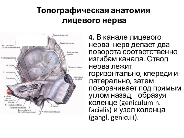 Топографическая анатомия лицевого нерва 4. В канале лицевого нерва нерв делает