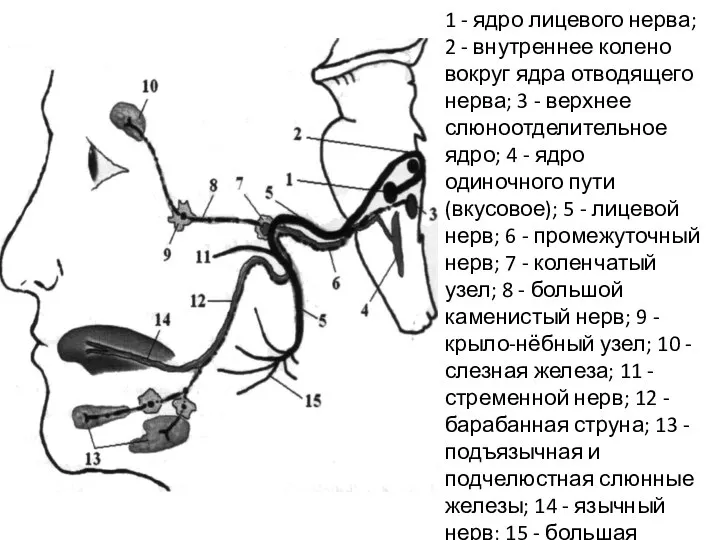 1 - ядро лицевого нерва; 2 - внутреннее колено вокруг ядра