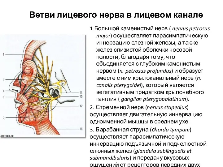 Ветви лицевого нерва в лицевом канале 1.Большой каменистый нерв ( nervus