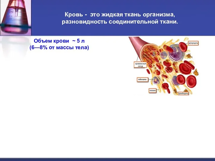 Кровь - это жидкая ткань организма, разновидность соединительной ткани. Объем крови