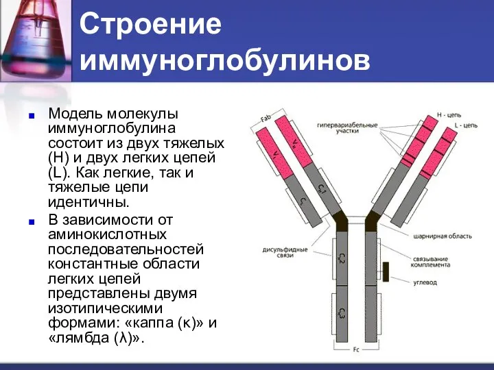 Строение иммуноглобулинов Модель молекулы иммуноглобулина состоит из двух тяжелых (H) и