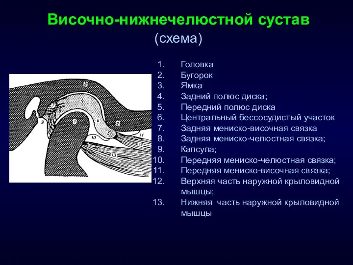 Височно-нижнечелюстной сустав (схема) Головка Бугорок Ямка Задний полюс диска; Передний полюс