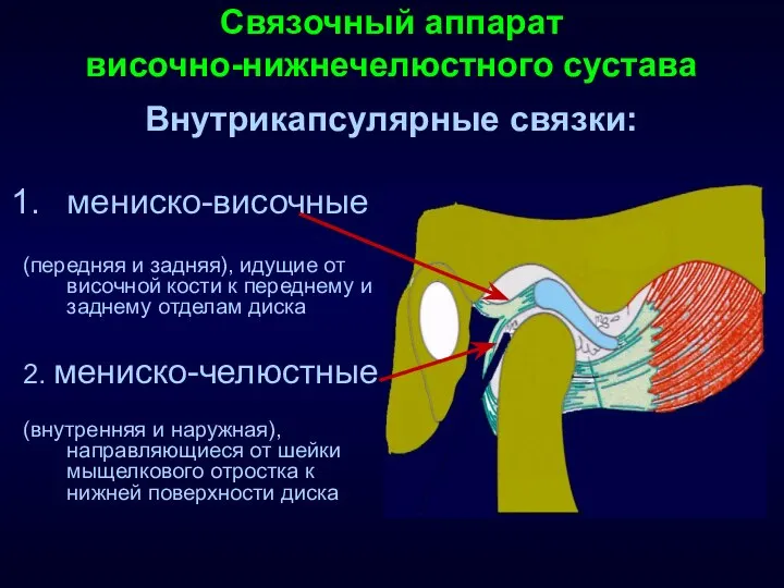 Связочный аппарат височно-нижнечелюстного сустава Внутрикапсулярные связки: мениско-височные (передняя и задняя), идущие