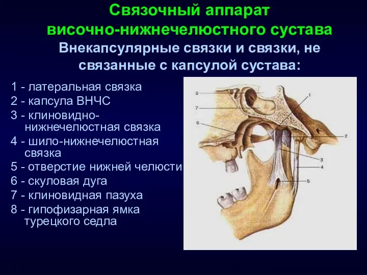 Связочный аппарат височно-нижнечелюстного сустава Внекапсулярные связки и связки, не связанные с