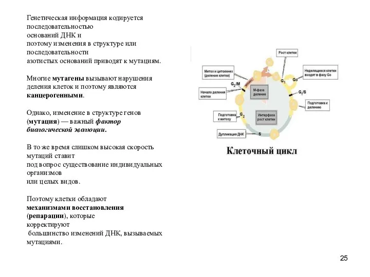 Генетическая информация кодируется последовательностью оснований ДНК и поэтому изменения в структуре