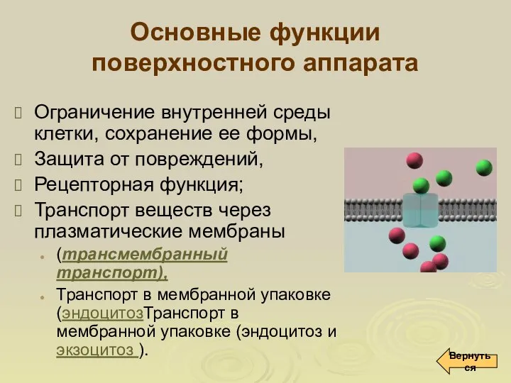 Основные функции поверхностного аппарата Ограничение внутренней среды клетки, сохранение ее формы,