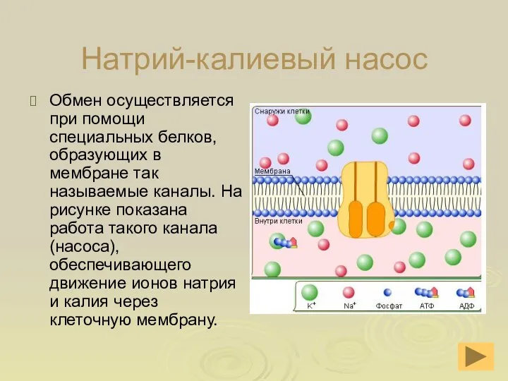 Натрий-калиевый насос Обмен осуществляется при помощи специальных белков, образующих в мембране