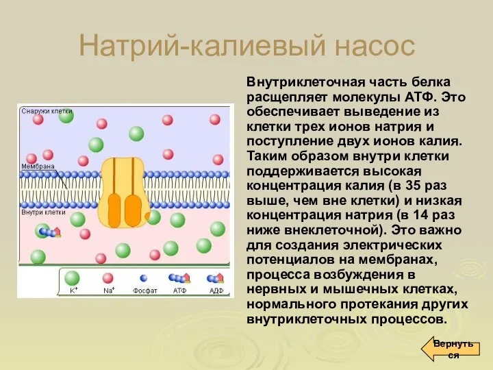 Натрий-калиевый насос Внутриклеточная часть белка расщепляет молекулы АТФ. Это обеспечивает выведение