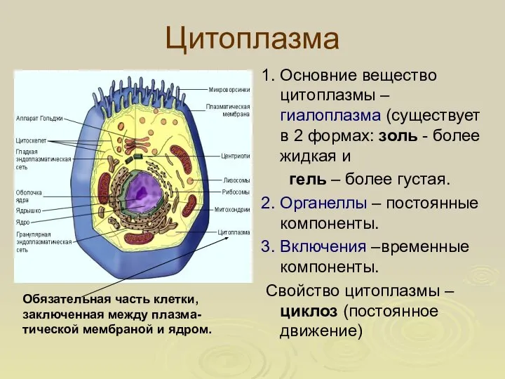 Цитоплазма 1. Основние вещество цитоплазмы – гиалоплазма (существует в 2 формах: