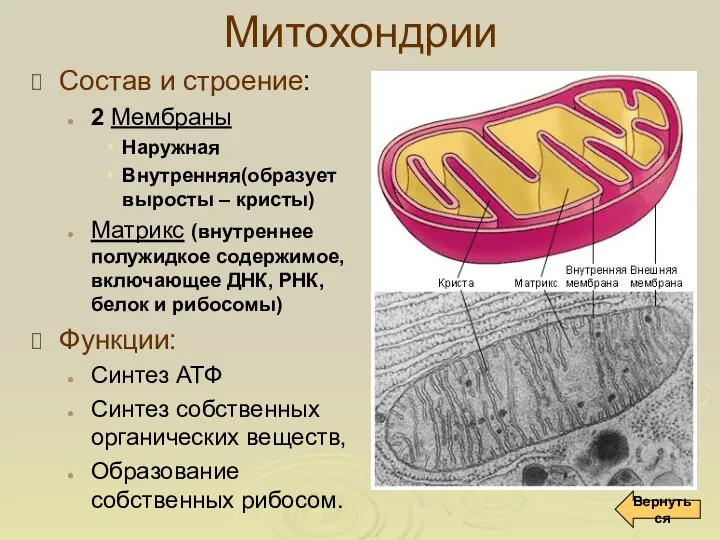 Митохондрии Состав и строение: 2 Мембраны Наружная Внутренняя(образует выросты – кристы)