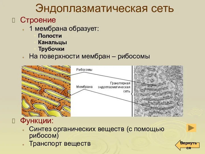 Эндоплазматическая сеть Строение 1 мембрана образует: Полости Канальцы Трубочки На поверхности