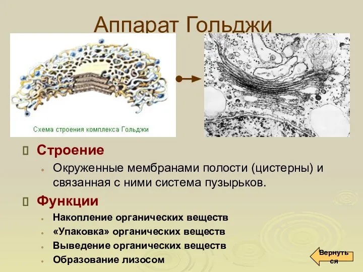 Аппарат Гольджи Строение Окруженные мембранами полости (цистерны) и связанная с ними