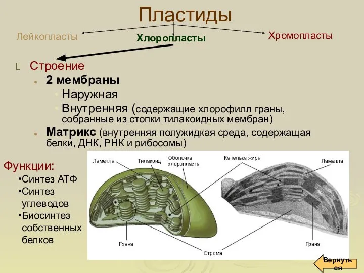 Пластиды Строение 2 мембраны Наружная Внутренняя (содержащие хлорофилл граны, собранные из