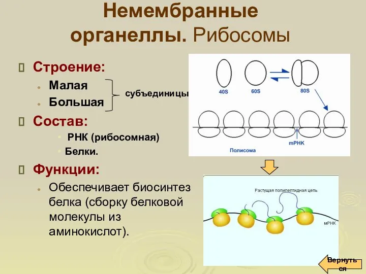 Немембранные органеллы. Рибосомы Строение: Малая Большая Состав: РНК (рибосомная) Белки. Функции: