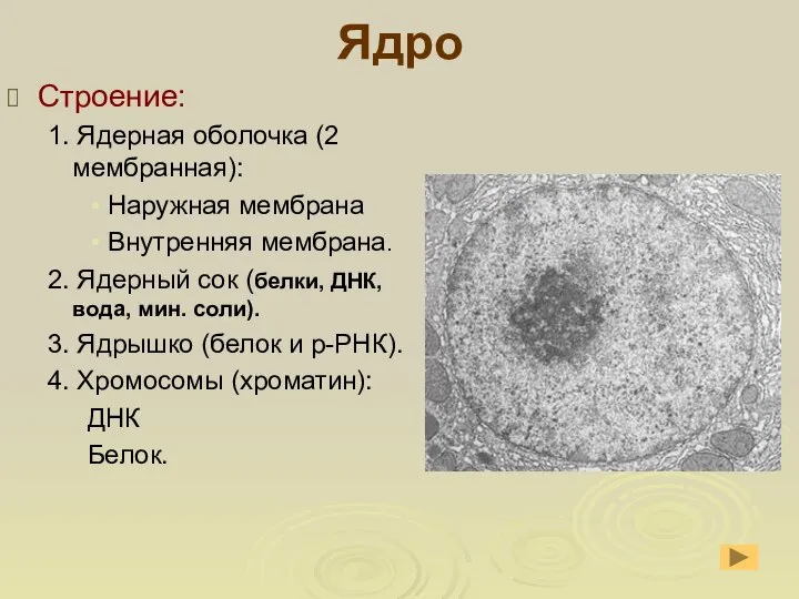 Ядро Строение: 1. Ядерная оболочка (2 мембранная): Наружная мембрана Внутренняя мембрана.