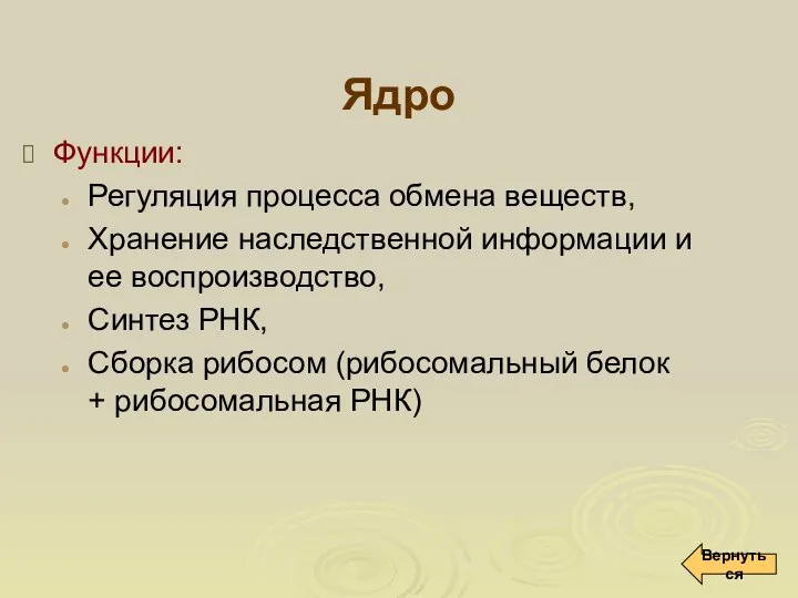 Ядро Функции: Регуляция процесса обмена веществ, Хранение наследственной информации и ее