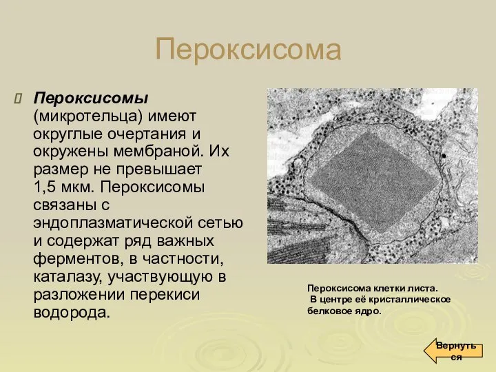 Пероксисома Пероксисомы (микротельца) имеют округлые очертания и окружены мембраной. Их размер