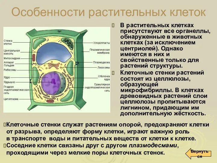 Особенности растительных клеток В растительных клетках присутствуют все органеллы, обнаруженные в