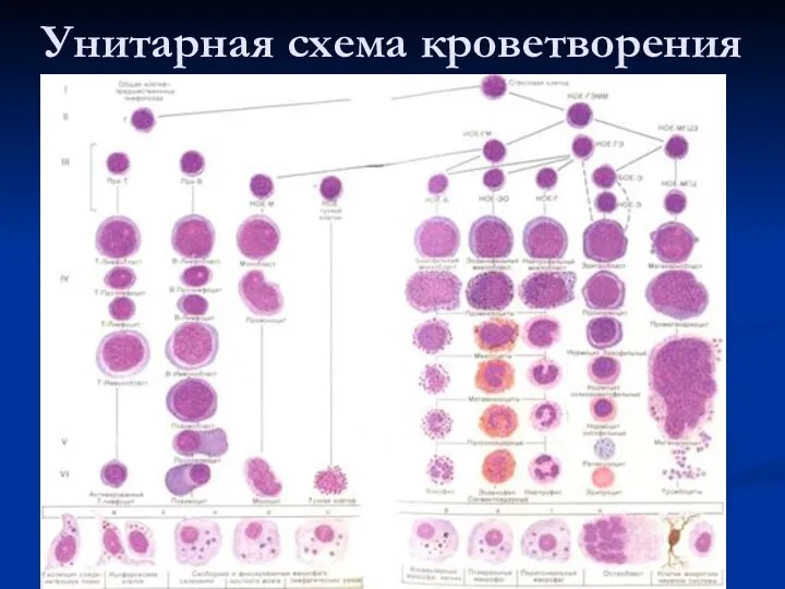 Унитарная схема кроветворения