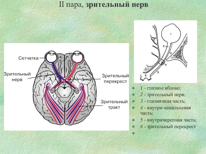 II пара, зрительный нерв 1 - глазное яблоко; 2 - зрительный