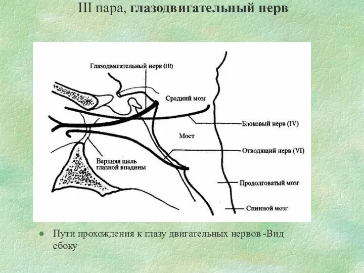 III пара, глазодвигательный нерв Пути прохождения к глазу двигательных нервов -Вид сбоку