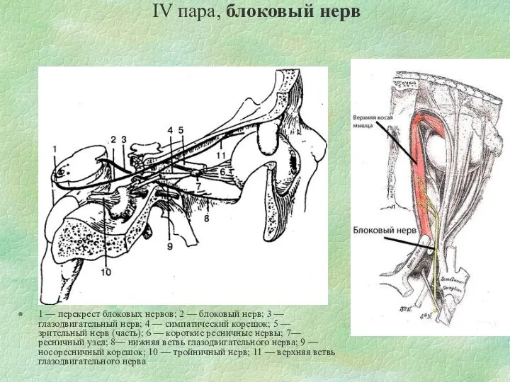 IV пара, блоковый нерв 1 — перекрест блоковых нервов; 2 —