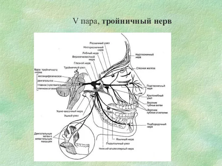 V пара, тройничный нерв