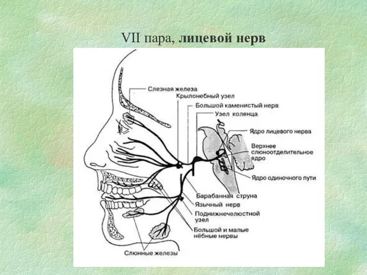 VII пара, лицевой нерв