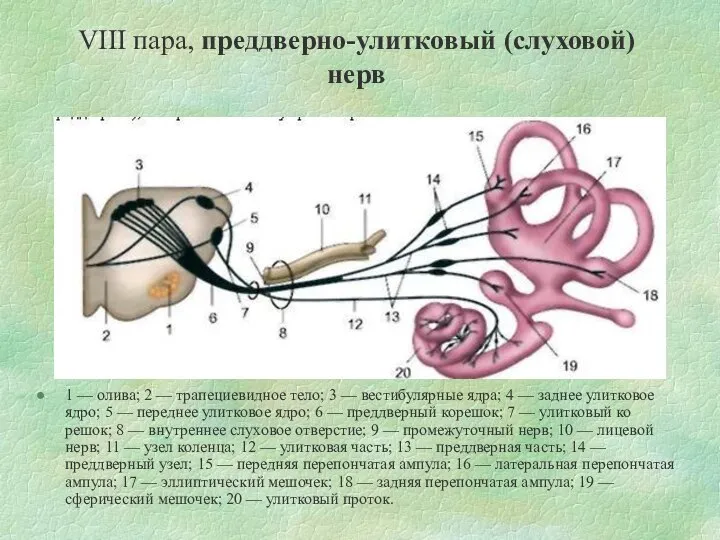 VIII пара, преддверно-улитковый (слуховой) нерв 1 — олива; 2 — трапециевидное