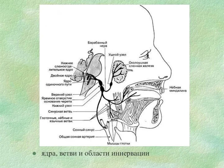 ядра, ветви и области иннервации